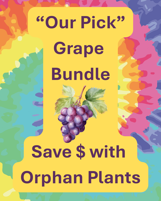 1420 Grape Bundle (4 Grape Vines)