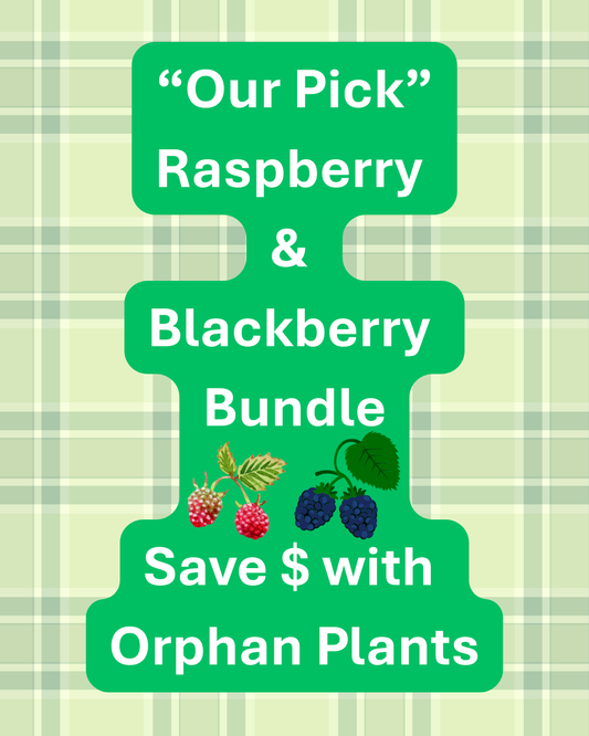 1415 Raspberry & Blackberry Bundle (10 Raspberry & Blackberry Plants)