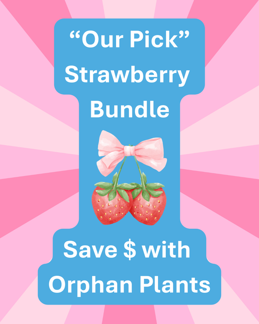 1410 Strawberry Bundle (100 Strawberry Plants)