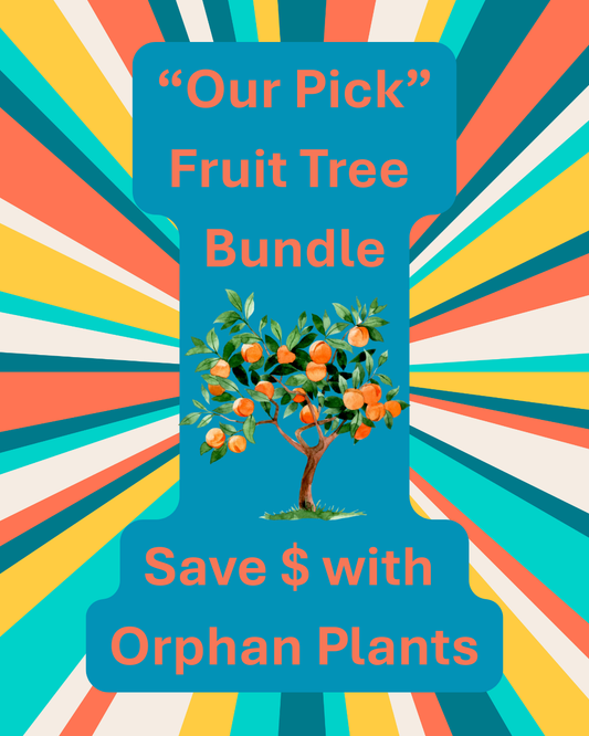 1401 Fruit Tree Bundle (10 Mixed Fruit Trees)