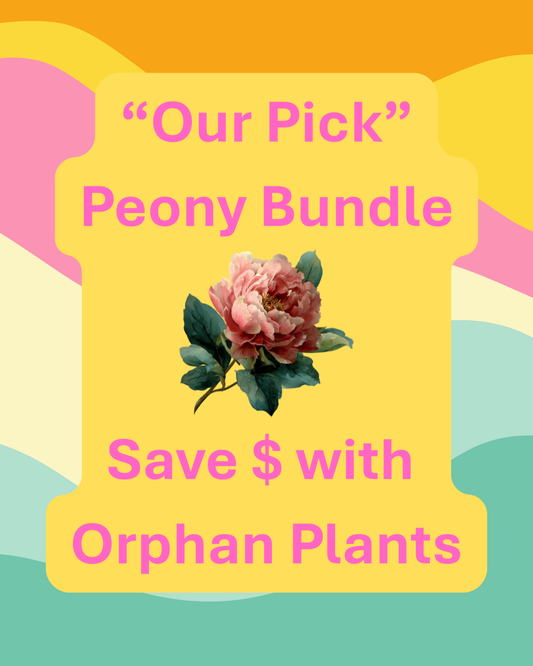 1480 Peony Bundle (4 Peony Plants)