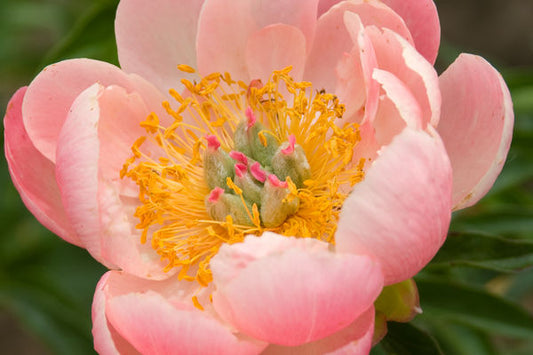 756 Coral Charm Peony