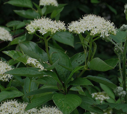 Red Osier Dogwood Pack of 25