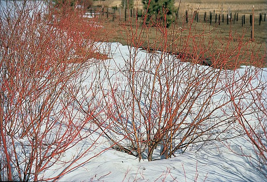 Red Osier Dogwood Pack of 25