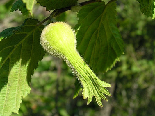 Beaked Hazelnut Pack of 25