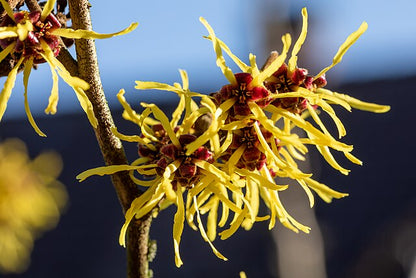 Witchhazel Pack of 25