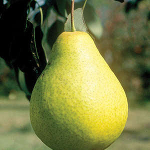 Early Gold Pear