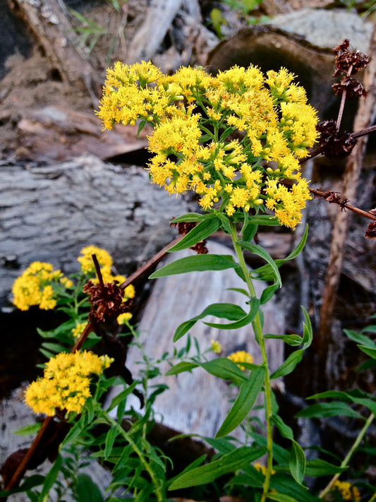 Goldenrod, Grassleaf - Euthamia graminifolia