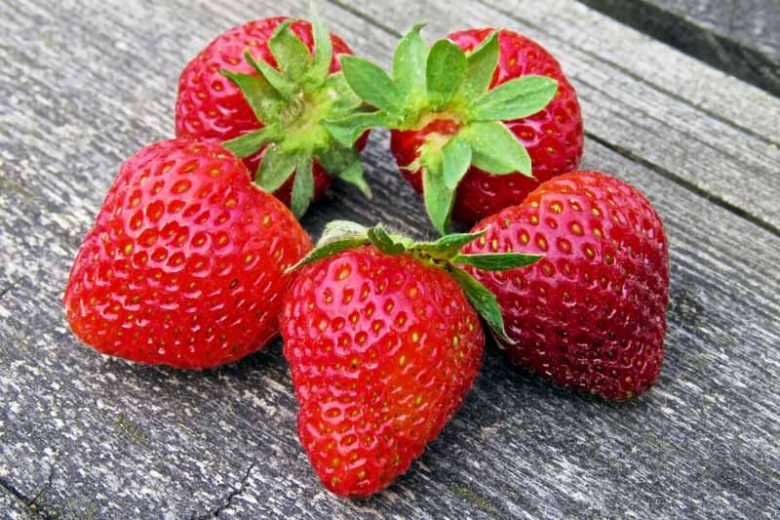 608-25 Earliglow Strawberry (Pack of 25)