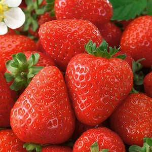 Honeoye Strawberry (25 Plants)