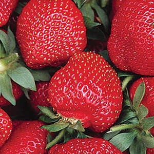 600-25 AC Wendy Strawberry (Pack of 25)