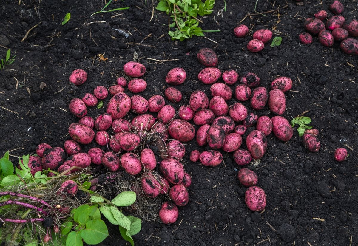 690 Ruby Red Seed Potato