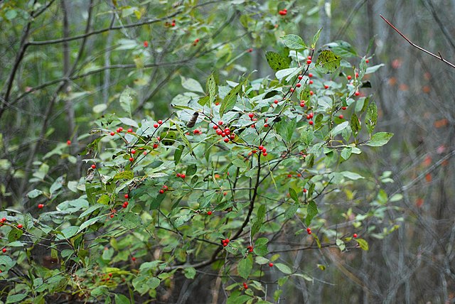 Winterberry Holly Pack of 25