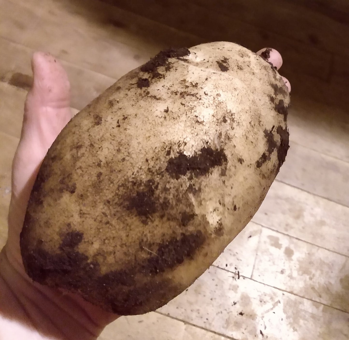 682 Kennebec Seed Potato