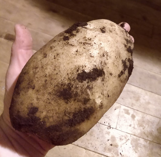 682 Kennebec Seed Potato