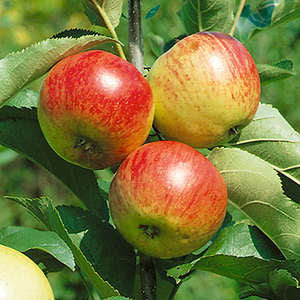 Liberty Apple