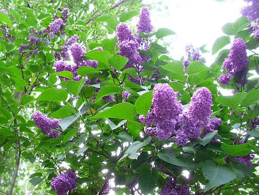 Grandma's Hedge Lilac Pack of 25