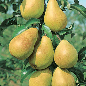 Luscious Pear