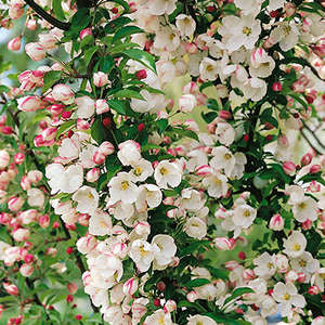 202 Adirondack Crabapple