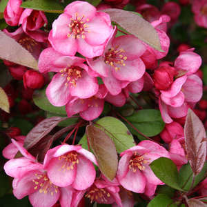 204 Candymint Crabapple