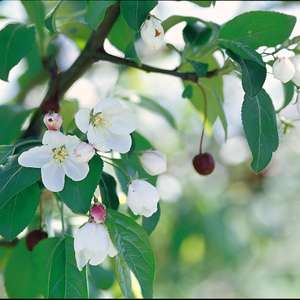 214 Donald Wyman Crabapple