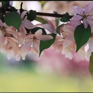 224 Pink Spires Crabapple
