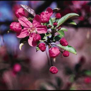 226 Prairifire Crabapple