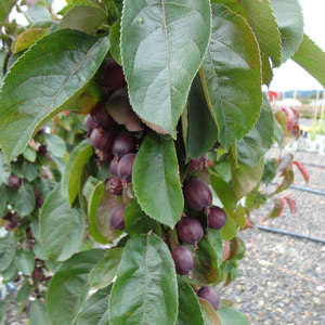 228 Red Splendor Crabapple