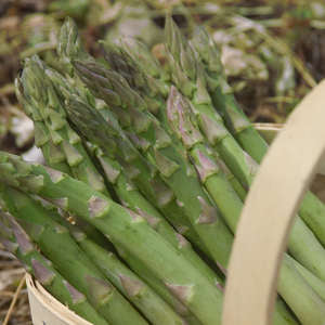 Mary Washington Asparagus (10 Plants)