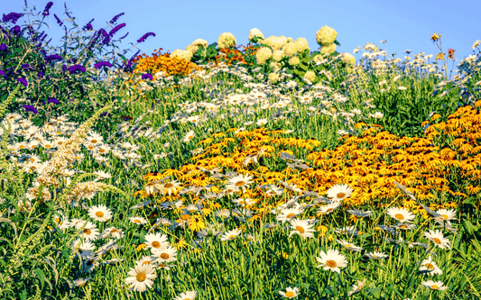 Wildflower Garden Kit