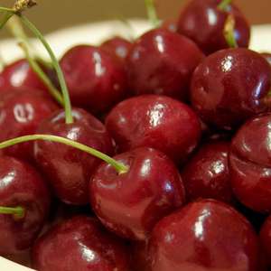 272 Montmorency Cherry