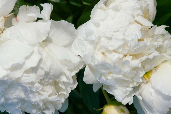 755 Bowl of Cream Peony