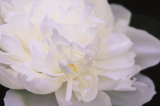 759 Duchess Demore Peony