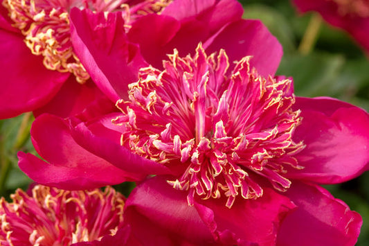 754 Nippon Beauty Peony