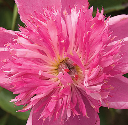 762 Prairie Afire Peony