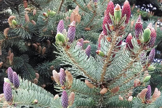 Blue Spruce Pack of 10