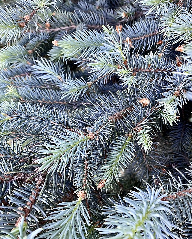 Blue Spruce Pack of 10