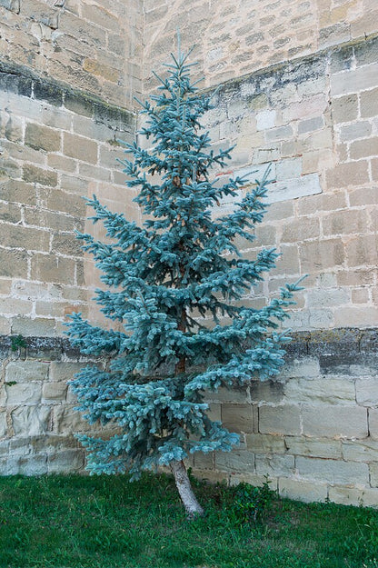 Blue Spruce Pack of 10