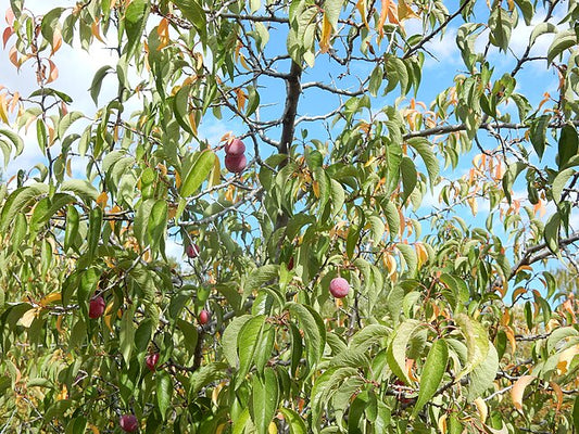 American Plum Pack of 25