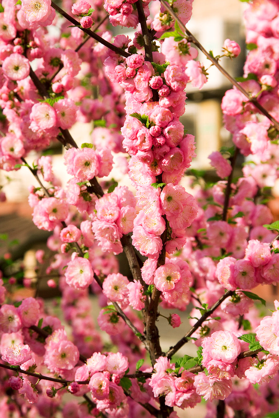 Pink Flowering Almond