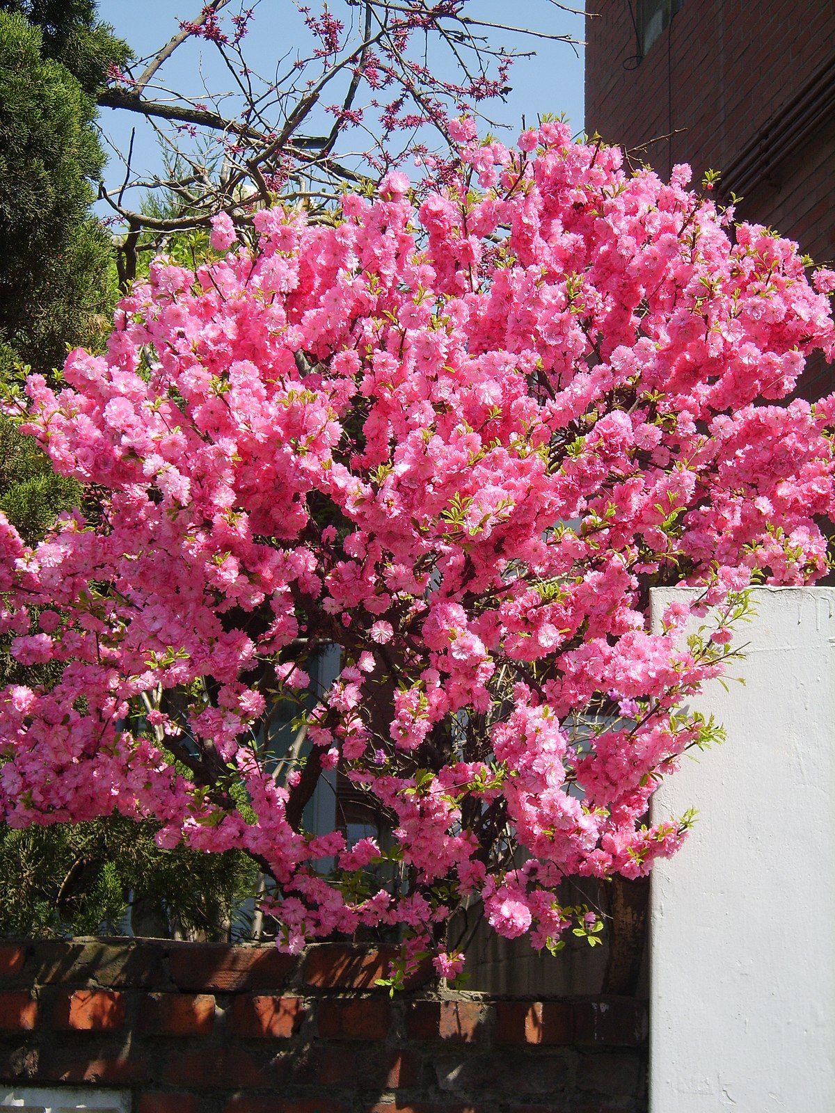 Pink Flowering Almond