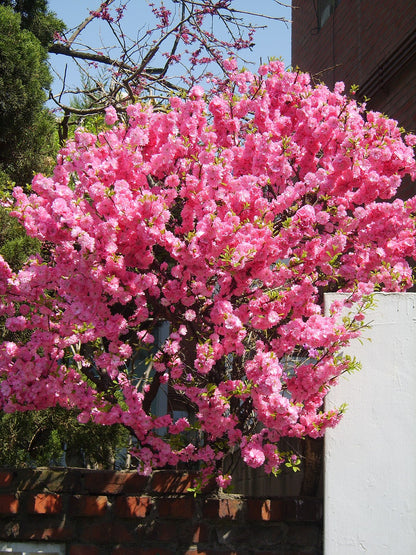 Pink Flowering Almond