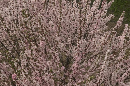 727 Nanking Cherry Bush