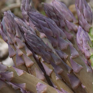 Purple Passion Asparagus (10 Plants)