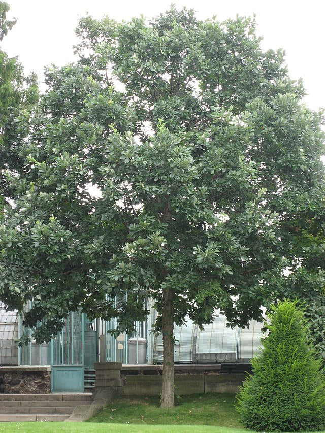 Swamp White Oak Pack of 25
