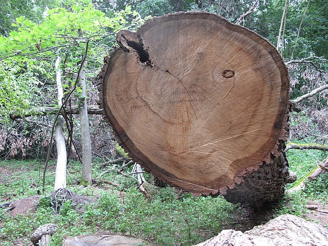 Swamp White Oak Pack of 25