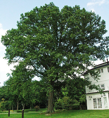Swamp White Oak Pack of 25