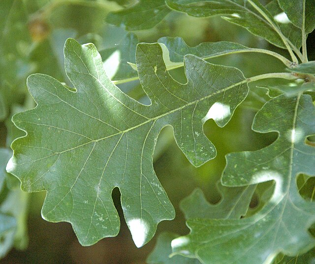 Bur Oak Pack of 25