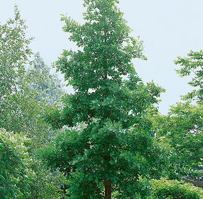 749 Bur OaK Tree of the Year