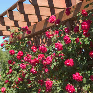 Rambling Red Climbing Rose